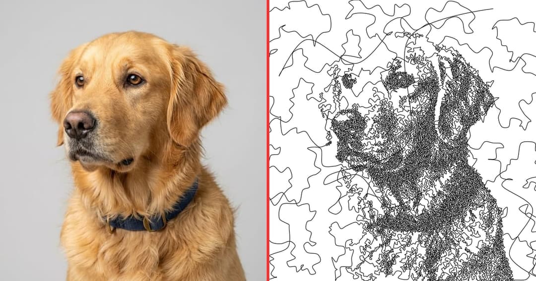 A golden retriever photo next to the same dog drawn as one continuous scribble line