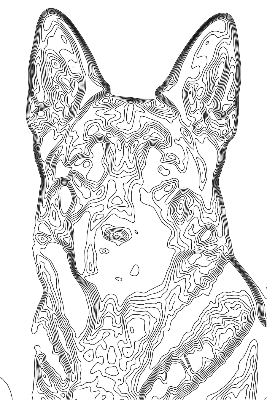 German shepherd portrait as a topographic contour map of closed lines tracing the tone levels of the photo