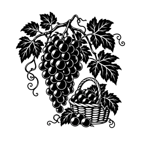 Grape Vine Harvest
