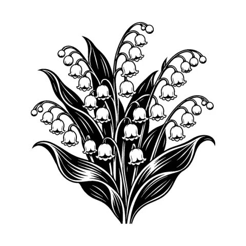 May Lily Valley